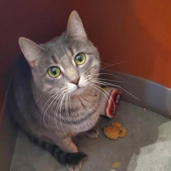 Domestic Short Hair Cats Available for Adoption in Bentonville, Arkansas - Bess | PetCurious