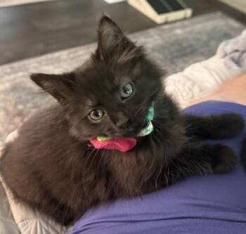 92622A Rosie -  Domestic Short Hair Cat for Adoption in North Charleston, South Carolina - 92622A Rosie | PetCurious