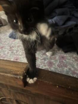 Pluto -  Domestic Long Hair Cat for Adoption in Liverpool, Texas - Pluto | PetCurious