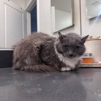 Stanley -  Domestic Long Hair Cat for Adoption in San Diego, California - Stanley | PetCurious