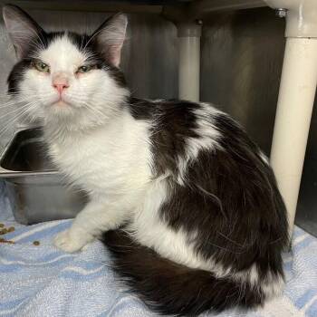 Courage (Cat 22) -  Domestic Short Hair Cat for Adoption in Roanoke, Virginia - Courage (Cat 22) | PetCurious