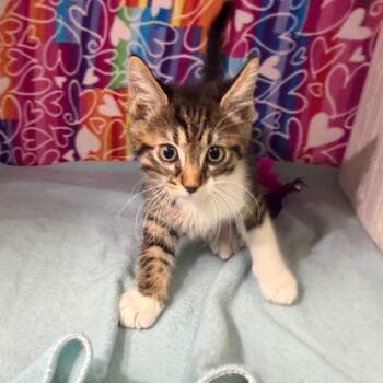 BB -  Domestic Short Hair Cat for Adoption - BB | PetCurious