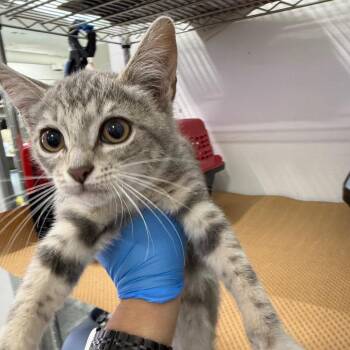 Gwen Stefani -  Domestic Short Hair Cat for Adoption in Lakewood, California - Gwen Stefani | PetCurious
