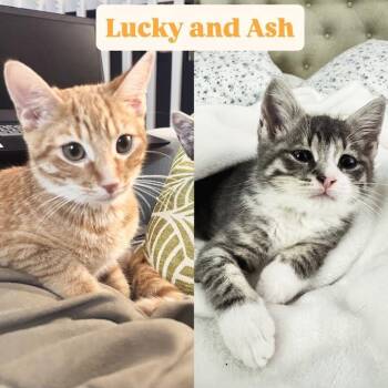Tabby Cats Available for Adoption - Lucky And Ash | PetCurious