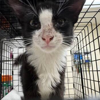 Lois -  Domestic Medium Hair Cat for Adoption in Pasadena, California - Lois | PetCurious