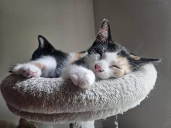 Stella -  Domestic Short Hair Cat for Adoption in Chicago, Illinois - Stella | PetCurious