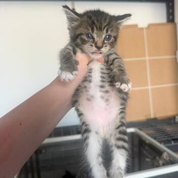 Parsley Bowers -  Domestic Short Hair Cat for Adoption in Woodstock, Virginia - Parsley Bowers | PetCurious