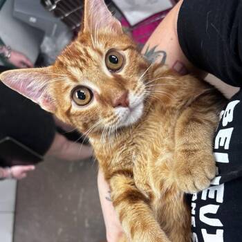 Pete the cat - PetSmart -  Domestic Short Hair Cat for Adoption in Belleville, Illinois - Pete The Cat - PetSmart | PetCurious