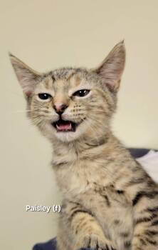 Paisley -  Domestic Short Hair Cat for Adoption in Mazon, Illinois - Paisley | PetCurious