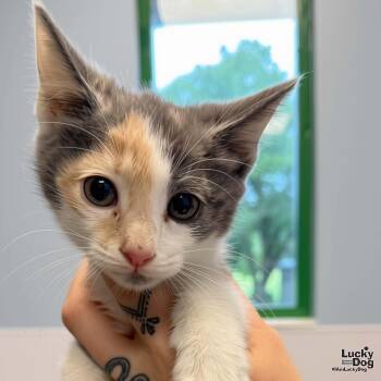 Baby Nefertiti -  Domestic Short Hair Cat for Adoption in Washington, District Of Columbia - Baby Nefertiti | PetCurious