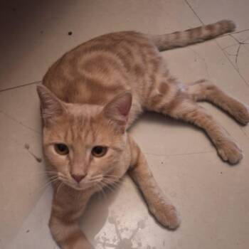 Bradley- super affectionate -  Egyptian Mau Cat Available for Adoption in Brampton, Ontario - Bradley- Super Affectionate | PetCurious