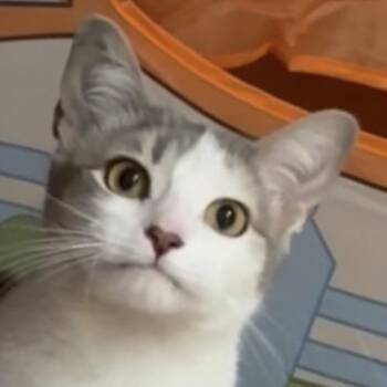Domestic Short Hair Cats Available for Adoption in Maple Shade, New Jersey - Haushinka | PetCurious