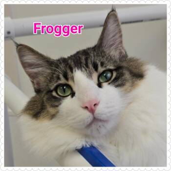 Rescue Domestic Long Hair Cats for Adoption in North Saint Paul, Minnesota - Frogger | PetCurious