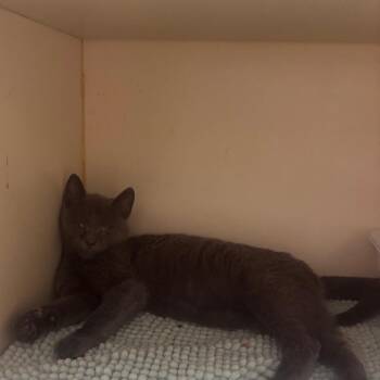 Siamese Cats Available for Adoption - Stephan | PetCurious