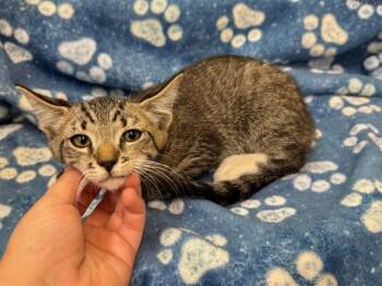 A553423 -  Domestic Short Hair Cat for Adoption in Moreno Valley, California - A553423 | PetCurious