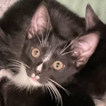 Peanut (Md 2) -  Domestic Short Hair Cat for Adoption in Colorado Springs, Colorado - Peanut (Md 2) | PetCurious