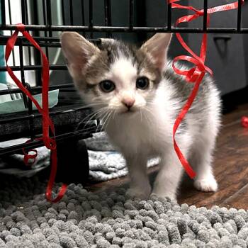 Rosie -  Domestic Short Hair Cat for Adoption in Okmulgee, Oklahoma - Rosie | PetCurious