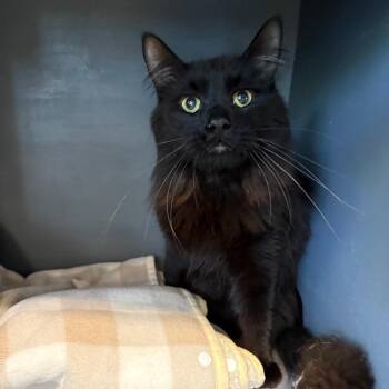 Binx -  Domestic Medium Hair Cat for Adoption in Dekalb, Illinois - Binx | PetCurious