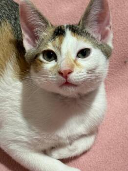 Havoc -  Calico Cat for Adoption in Sandy Springs, Georgia - Havoc | PetCurious