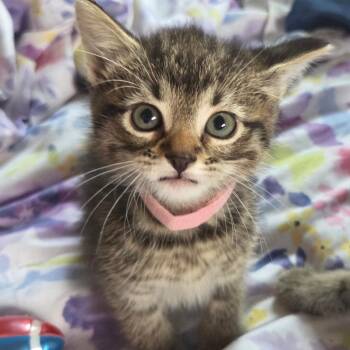 Vida-C -  Domestic Short Hair Cat for Adoption in East St. Louis, Illinois - Vida-C | PetCurious