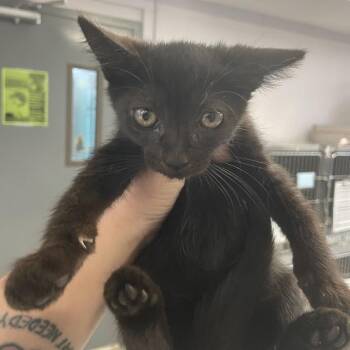 1342-C26 -  Domestic Short Hair Cat for Adoption in Port Charlotte, Florida - 1342-C26 | PetCurious