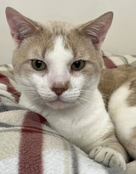 Domestic Short Hair Cats Available for Adoption - Pierogi | PetCurious