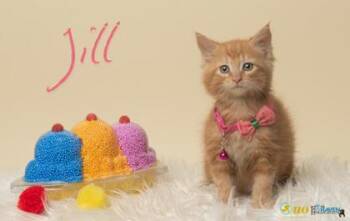 Rescue Domestic Medium Hair and Domestic Short Hair Cats for Adoption in Fairhope, Alabama - Jill | PetCurious