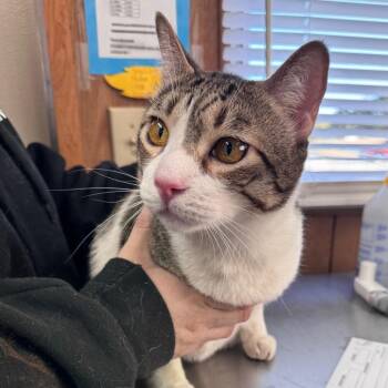Domestic Short Hair Cats Available for Adoption - Jack | PetCurious