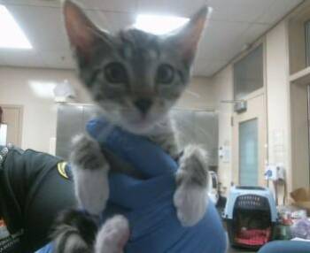 A920043 -  Domestic Short Hair Cat for Adoption in Sacramento, California - A920043 | PetCurious