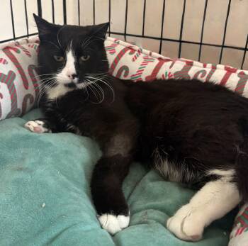 Domestic Short Hair Cats Available for Adoption in Bellmawr, New Jersey - Tux Presidential | PetCurious