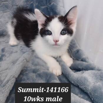 Summit -  Domestic Short Hair Cat for Adoption in New Tazewell, Tennessee - Summit | PetCurious