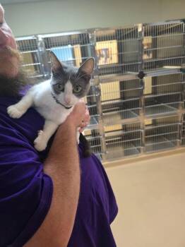 Tabby Cats Available for Adoption in Nacogdoches, Texas - Izabell | PetCurious