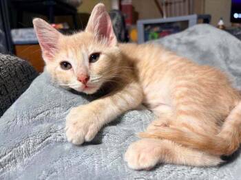 Hemingway -  Domestic Short Hair Cat for Adoption in South Bend, Indiana - Hemingway | PetCurious