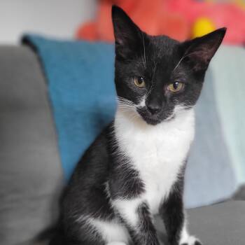 Rescue Domestic Short Hair Cats for Adoption in Swartz Creek, Michigan - Fruity Cheerio | PetCurious