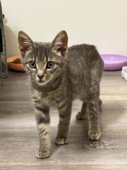 Cricket -  Domestic Short Hair and Siamese Cat for Adoption in Fairview Beach, Virginia - Cricket | PetCurious
