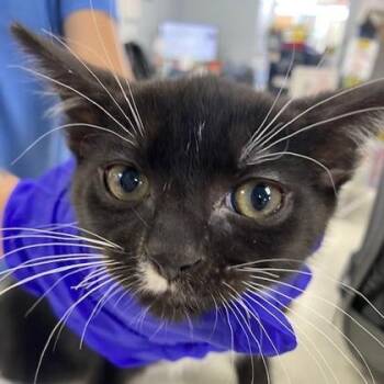 Merlin -  Domestic Short Hair Cat for Adoption in Beatrice, Nebraska - Merlin | PetCurious