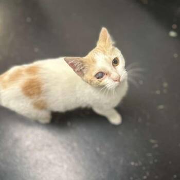 Uni Eye -  Domestic Short Hair Cat for Adoption in Gadsden, Alabama - Uni Eye | PetCurious