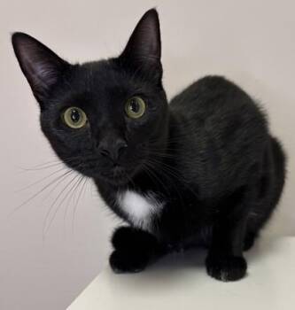Panther -  Domestic Short Hair Cat for Adoption in Savannah, Georgia - Panther | PetCurious