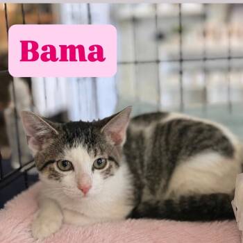 Bama -  Domestic Short Hair Cat for Adoption in Crown Point, Indiana - Bama | PetCurious