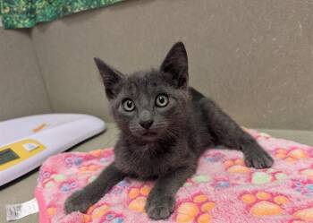 JACK -  Domestic Short Hair Cat for Adoption in Moreno Valley, California - JACK | PetCurious