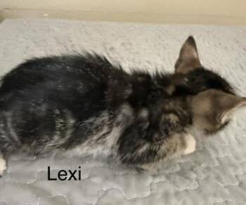 Lexi -  Domestic Short Hair Cat for Adoption in River Ridge, Louisiana - Lexi | PetCurious