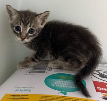 Arnold -  Domestic Short Hair Cat for Adoption in Park Row, Texas - Arnold | PetCurious