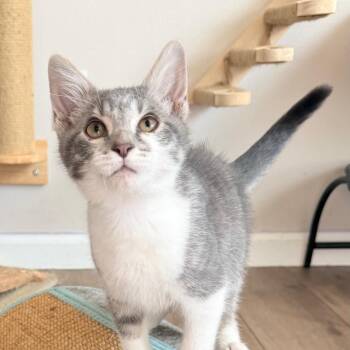 Bodie -  Domestic Short Hair Cat for Adoption in Belleville, Illinois - Bodie | PetCurious