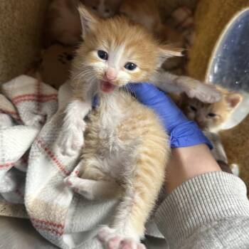 Bumi -  Domestic Short Hair Cat for Adoption in Philadelphia, Pennsylvania - Bumi | PetCurious