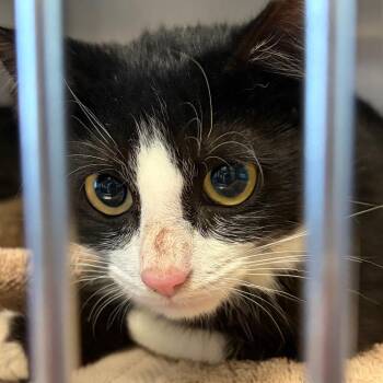 Spice -  Domestic Short Hair Cat for Adoption in Nashville, Tennessee - Spice | PetCurious