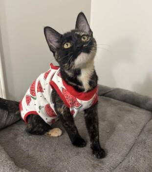 Shake Shack -  Tortoiseshell and Calico Cat for Adoption in Tulsa, Oklahoma - Shake Shack | PetCurious