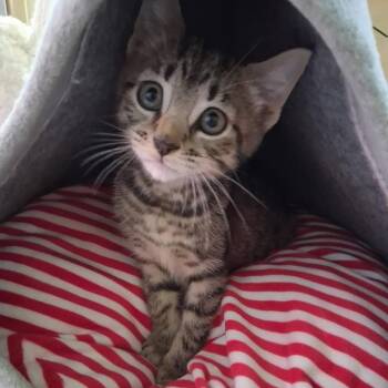 Tortuga -  Domestic Short Hair Cat for Adoption in Titusville, Florida - Tortuga | PetCurious