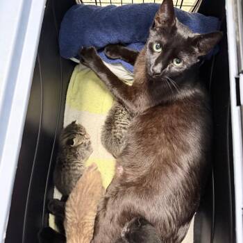 Mars -  Domestic Short Hair Cat for Adoption in Titusville, Florida - Mars | PetCurious