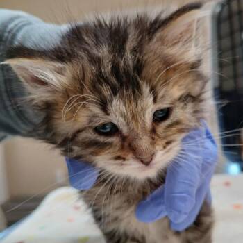 Domestic Medium Hair Cats Available for Adoption - Sugar | PetCurious