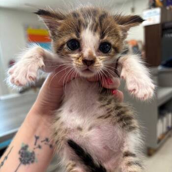 Ariel 65C26 -  Domestic Short Hair Cat for Adoption in Napoleon, Ohio - Ariel 65C26 | PetCurious